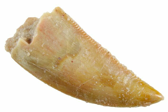 Serrated Raptor Tooth - Real Dinosaur Tooth #355533